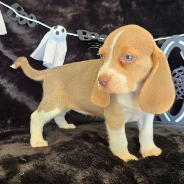 Beagle cuccioli maschio e femmina