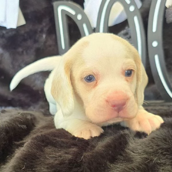 Beagle cuccioli maschio e femmina | Foto 0