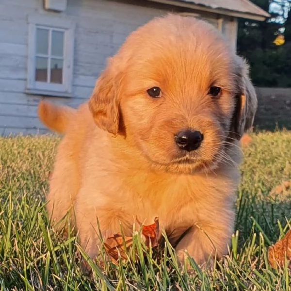 Golden retriever cuccioli maschio e femmina | Foto 0