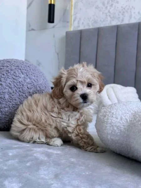  maltipooMaltipoo cuccioli maschio e femmina