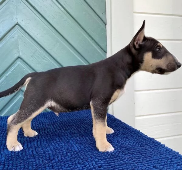 Bull terrier cuccioli maschio e femmina | Foto 0