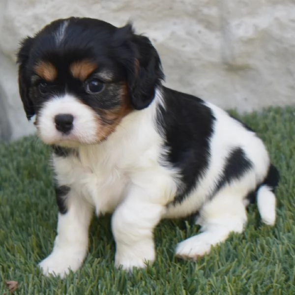 Cavalier King Charles cuccioli maschio e femmina | Foto 0