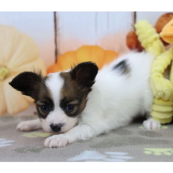 Papillon cuccioli maschio e femmina | Foto 0