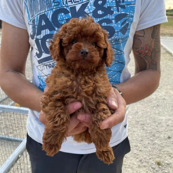 Barboncino Toy cuccioli maschio e femmina