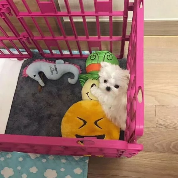 Maltese Toy cuccioli maschio e femmina