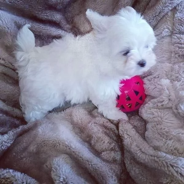 Maltese Toy cuccioli maschio e femmina | Foto 0
