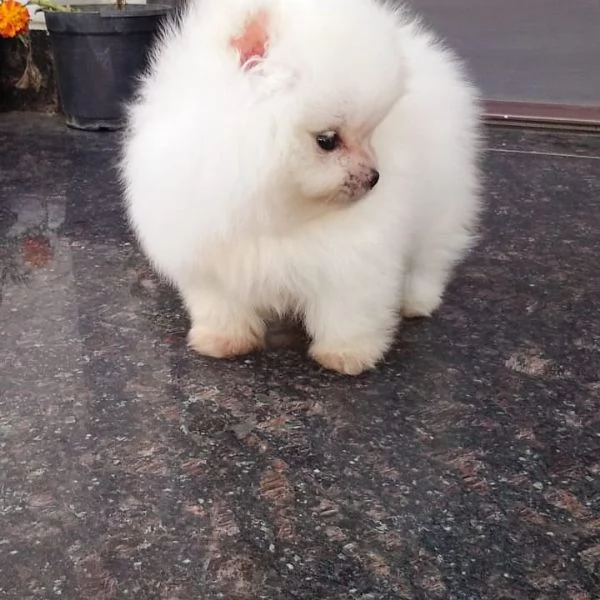 Regalo Pomeranian Toy cuccioli maschio e femmina | Foto 0