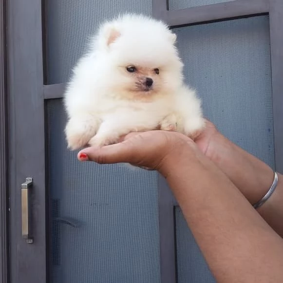 Regalo Pomeranian Toy cuccioli maschio e femmina