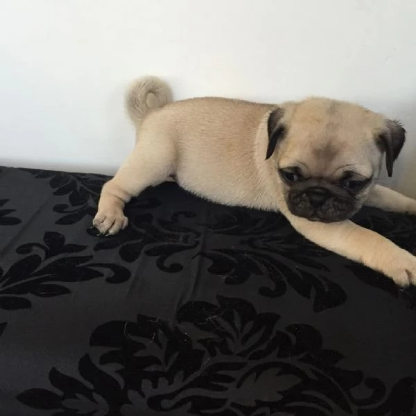 Carlino  cuccioli maschio e femmina