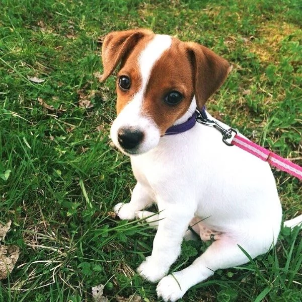 Jack Russell  cuccioli maschio e femmina