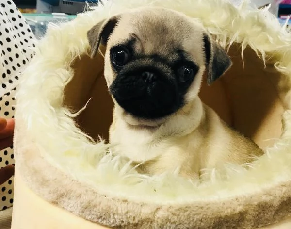 T Carlino Pug cuccioli maschio e femmina