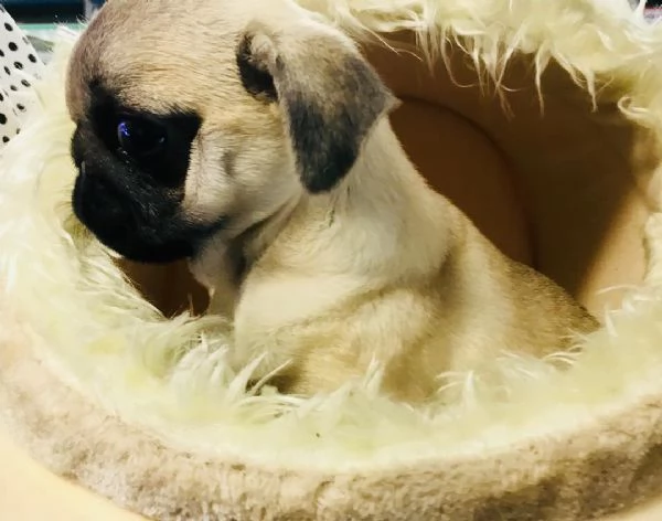 T Carlino Pug cuccioli maschio e femmina | Foto 0