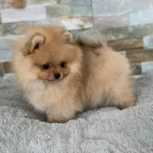 3 Pomeranian Toy cuccioli maschio e femmina | Foto 1