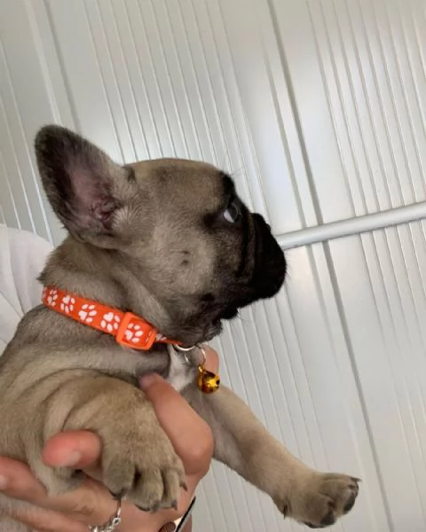 Bulldog Francese cuccioli maschio e femmina | Foto 0