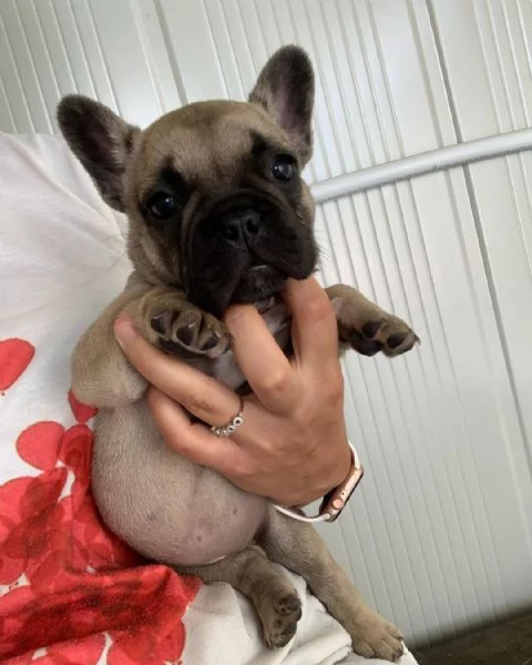 Bulldog Francese cuccioli maschio e femmina