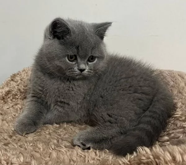 Due meravigliose British shorthair | Foto 0