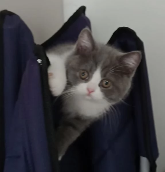 Due meravigliose British shorthair