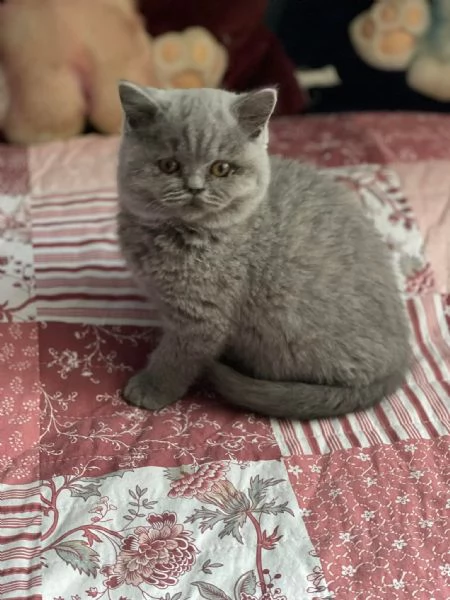 British shorthair maschio e femmina | Foto 0