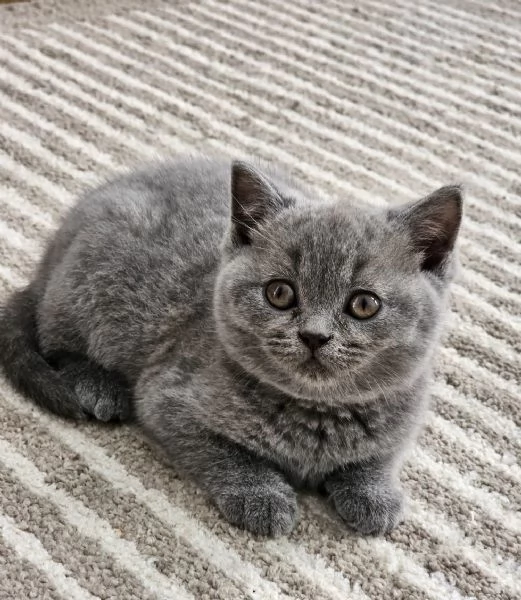 Due cucciole british shorthair | Foto 0
