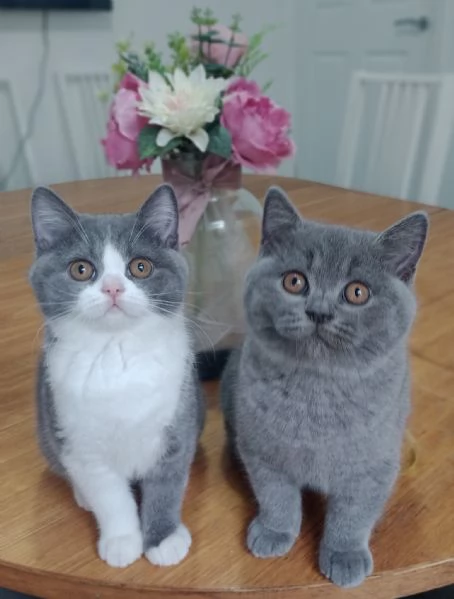 Cuccioli British Shorthair