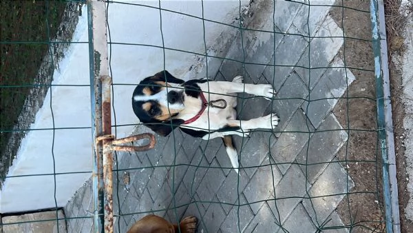 Regalo cuccioli  | Foto 2