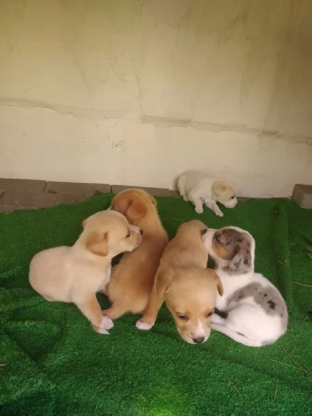 Regalo cuccioli  | Foto 1