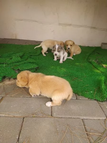 Regalo cuccioli  | Foto 0