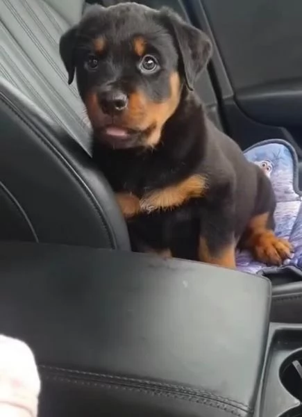 Rottweiler cuccioli maschio e femmina