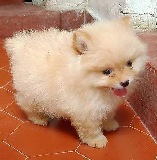 Volpino Pomeranian cuccioli maschio e femmina