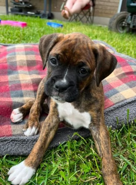 Boxer cuccioli maschio e femmina | Foto 0
