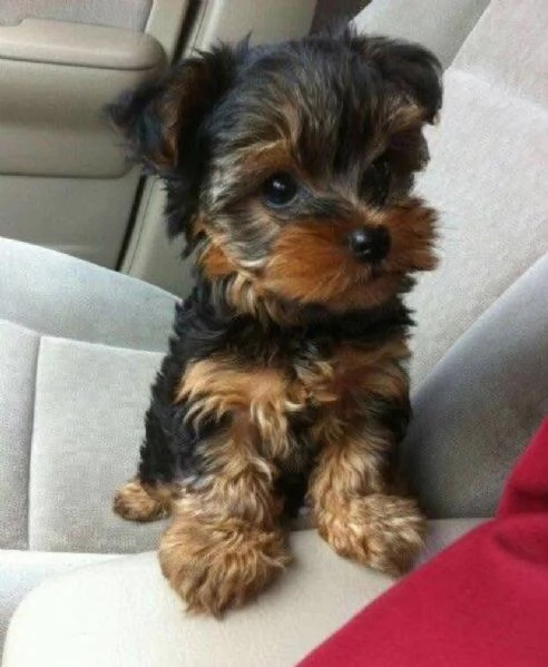 Yorkshire Terrier cuccioli maschio e femmina | Foto 0