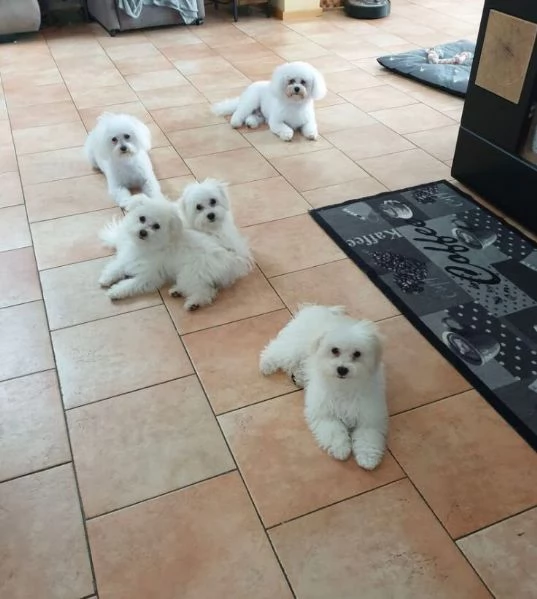 Bolognese cuccioli maschio e femmina