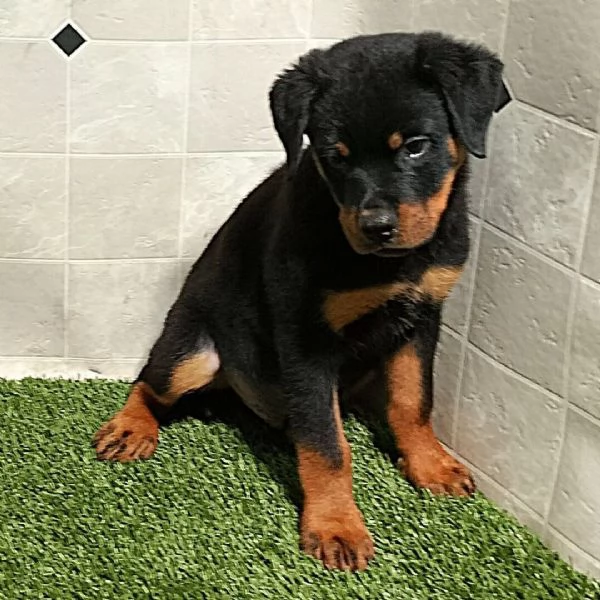 Rottweiler cuccioli maschio e femmina | Foto 0