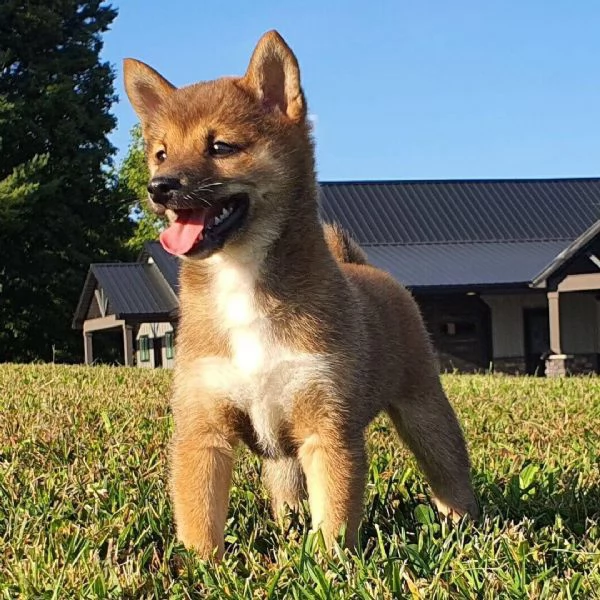 Shiba Inu cuccioli maschio e femmina | Foto 0