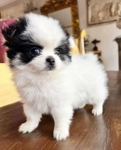 Volpino Pomeranian cuccioli maschio e femmina