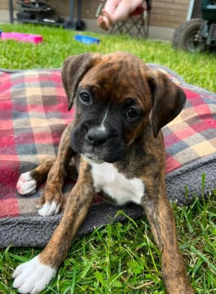 Boxer cuccioli maschio e femmina