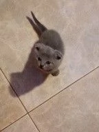 vendita cuccioli | Foto 2