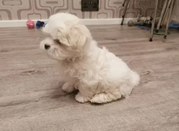 Bellissimi cuccioli di maltese pronti
