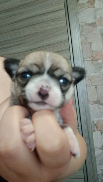 Chihuhaha toy | Foto 2