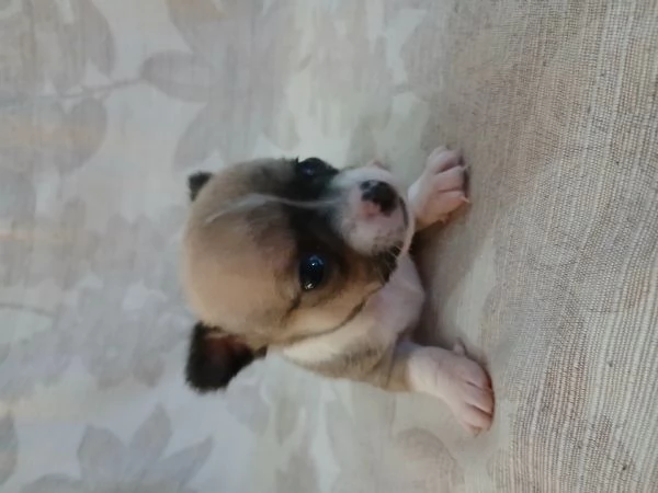 Chihuhaha toy | Foto 1