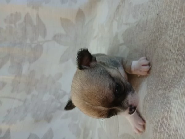 Chihuhaha toy | Foto 0