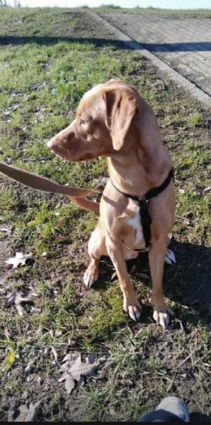 Regalo Lokiin cerca di una nuova famiglia