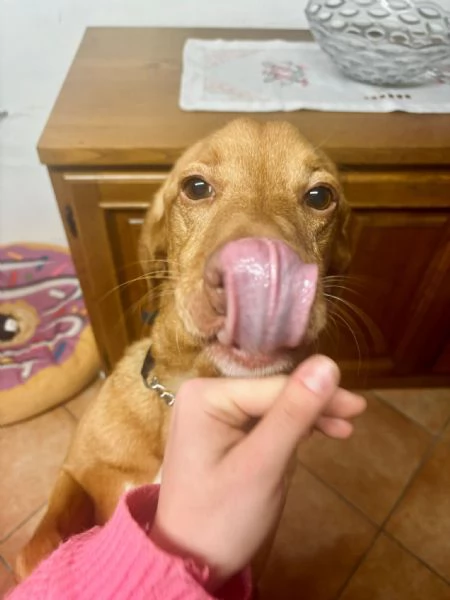 Regalo Lokiin cerca di una nuova famiglia | Foto 2