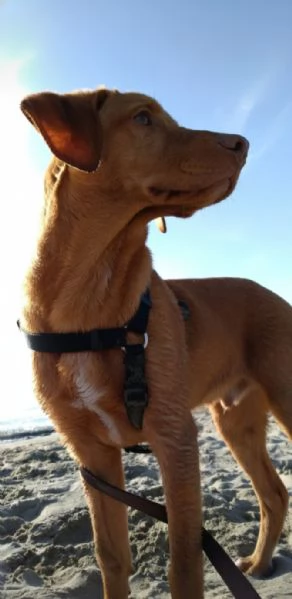 Regalo Lokiin cerca di una nuova famiglia | Foto 0