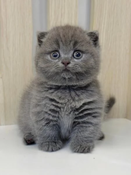 Due British shorthair
