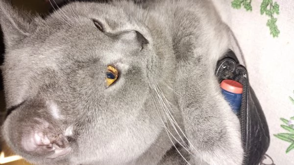 Accoppiamento  | Foto 4