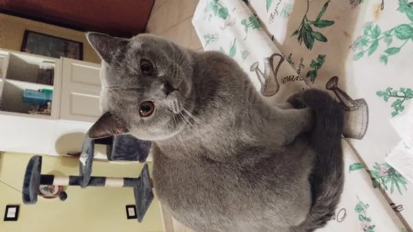 Accoppiamento  | Foto 3