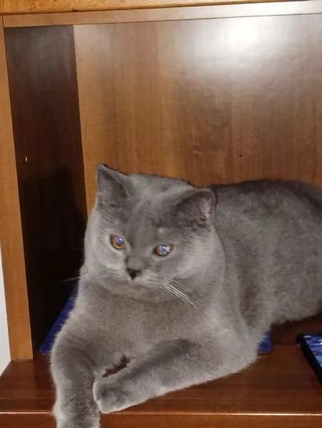 Accoppiamento  | Foto 2