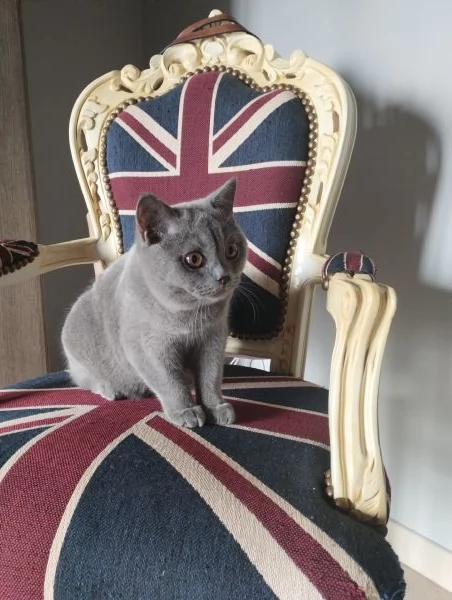 Accoppiamento  | Foto 1