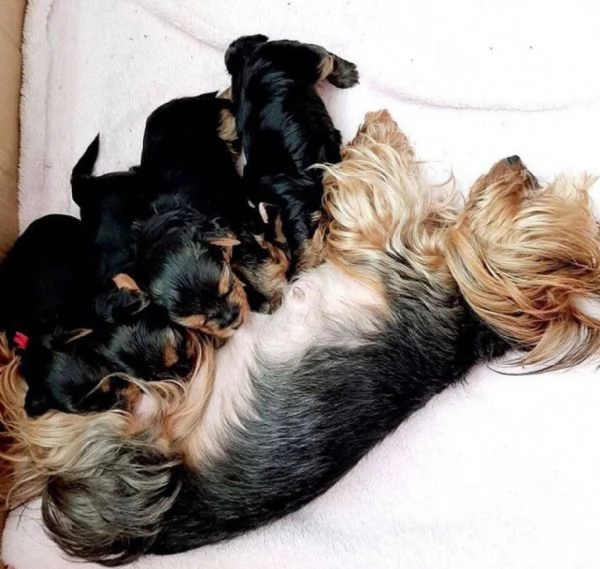 Cuccioli di Yorkshire Terrier in cerca di una nuova casa | Foto 1